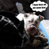 A Heartbreaking Behind-the-Scenes Look at the Seldom Seen Mission of Rescue Bait Dogs
