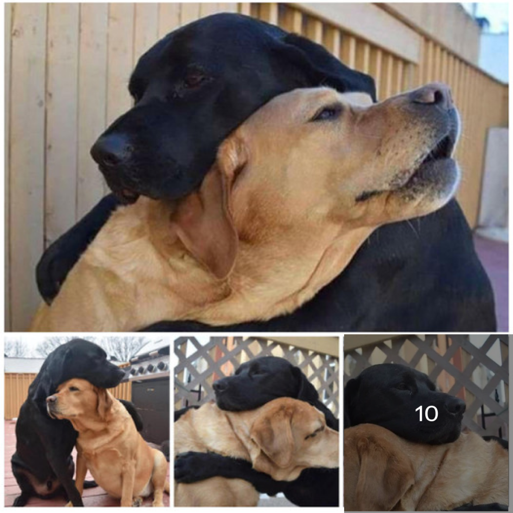 After 8 Long Months Apart, Two Dogs Reunite in a Heartwarming Embrace That Left Everyone Speechless.-dtht