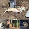 An abandoned puppy ensnared in electric wires on a bustling Kansas highway is rescued, capturing hearts and igniting a wave of online empathy and aid.-dtht