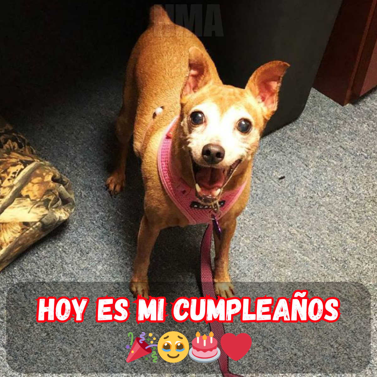 Cumpleaños sorpresa: Aunque mi enfermedad siempre me atormenta, gracias a la preocupación de todos, no soy feliz