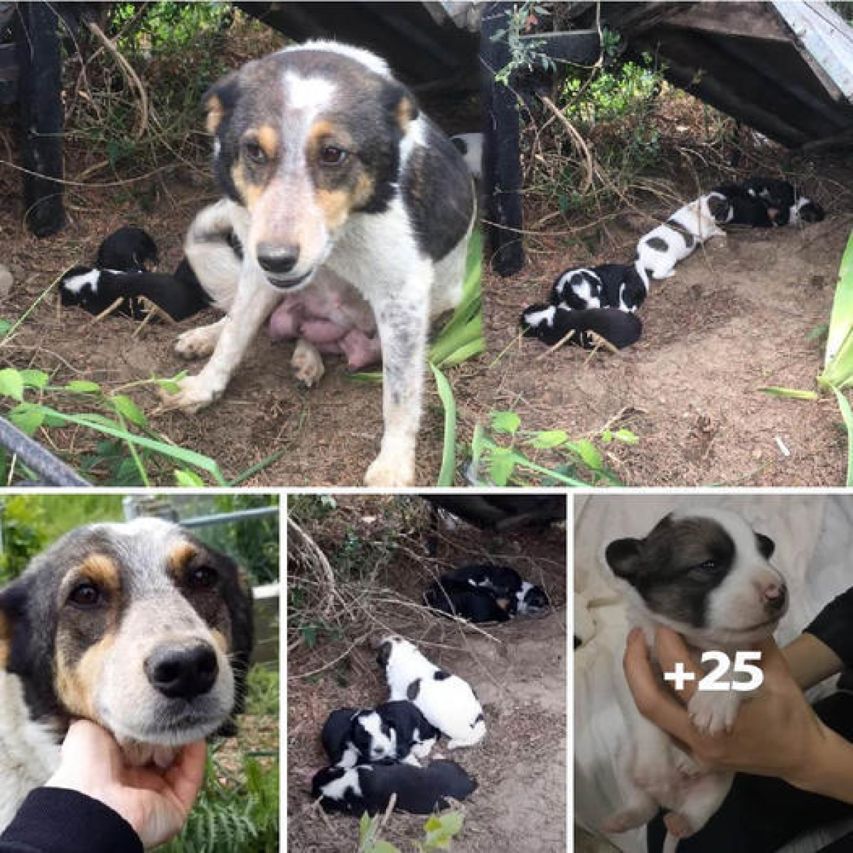 Desperate mother dog and her starving puppies, left homeless and helpless, wait in vain for a miracle on the streets—until one fateful encounter changes everything.