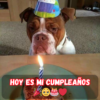 Feliz cumpleaños, nadie se preocupa por mí.