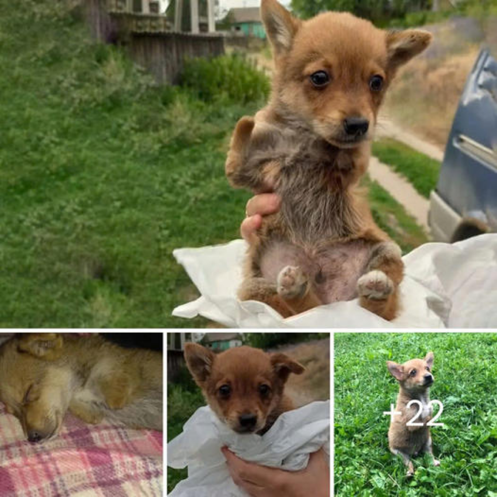 From Abandoned and Broken to Unstoppable: The Unbelievable Journey of a Disabled Puppy’s Fight for Survival.-dtht