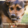 It's my birthday today. Thank you for your well wishes!
