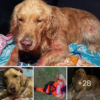 Leo, a golden retriever, defies the odds and is rescued after falling 300 feet from a cliff in an Oregon state park.-dtht