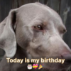 My birthday is today, and I truly want to celebrate with everyone, but it appears like nobody is interested.