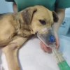 Sus corazones se rompieron al ver a la perra abandonada llorando a sus cachorros muertos.hanh