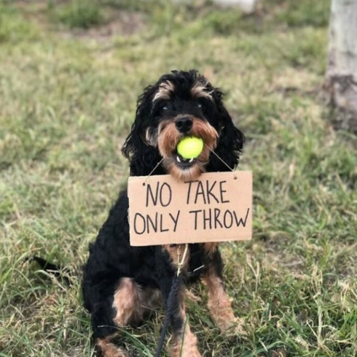 The famous dog provides advice to people on how to treat dogs.