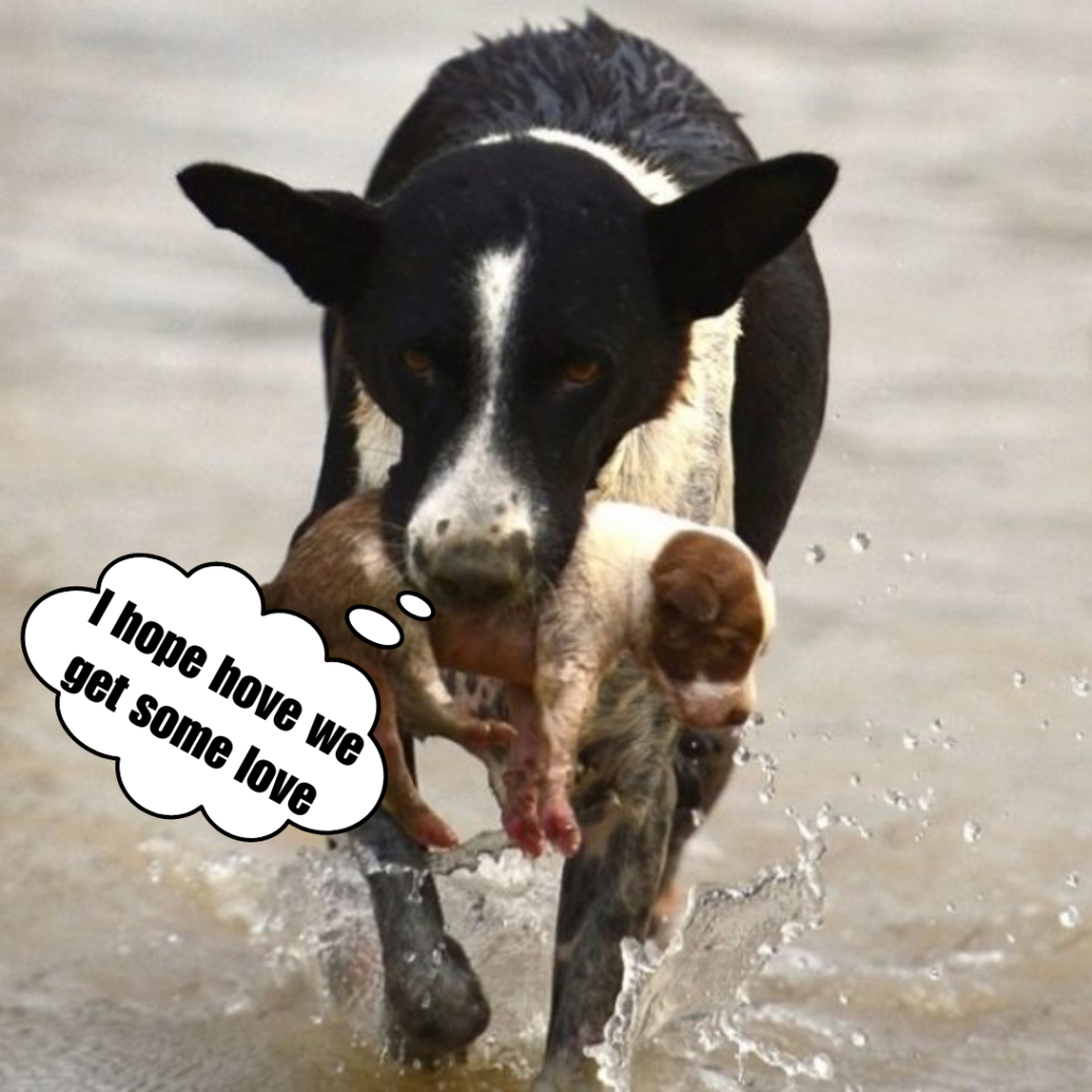 While Being is swept away, the best dog protects the puppy from water.