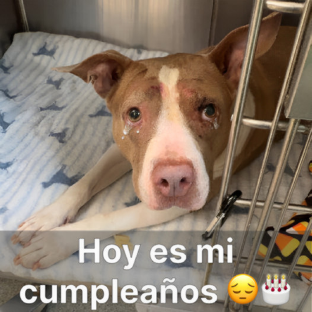 Siete años sola en un refugio, hoy es mi séptimo cumpleaños, pero sigo aquí esperando que alguien me adopte.hanh