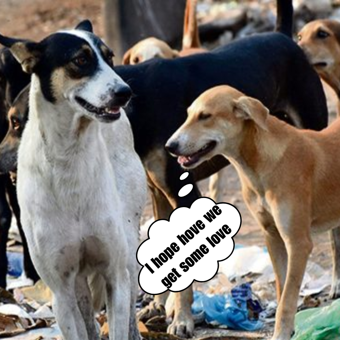 A guy saves 350 dogs! He gave these destitute animals a loving home after discovering them on the streets.