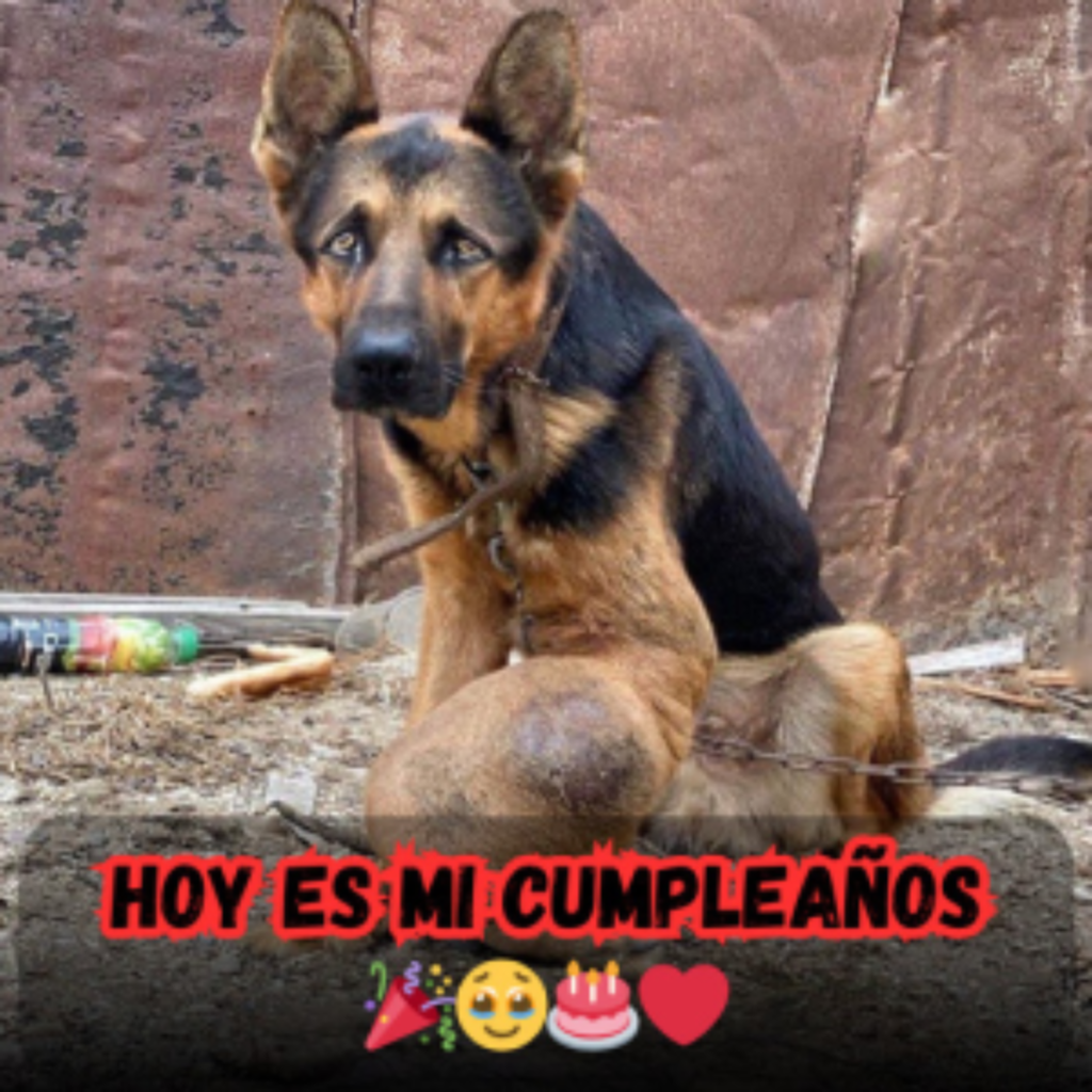 Se supone que es un día de alegría, pero no se cumplen los deseos.hanh