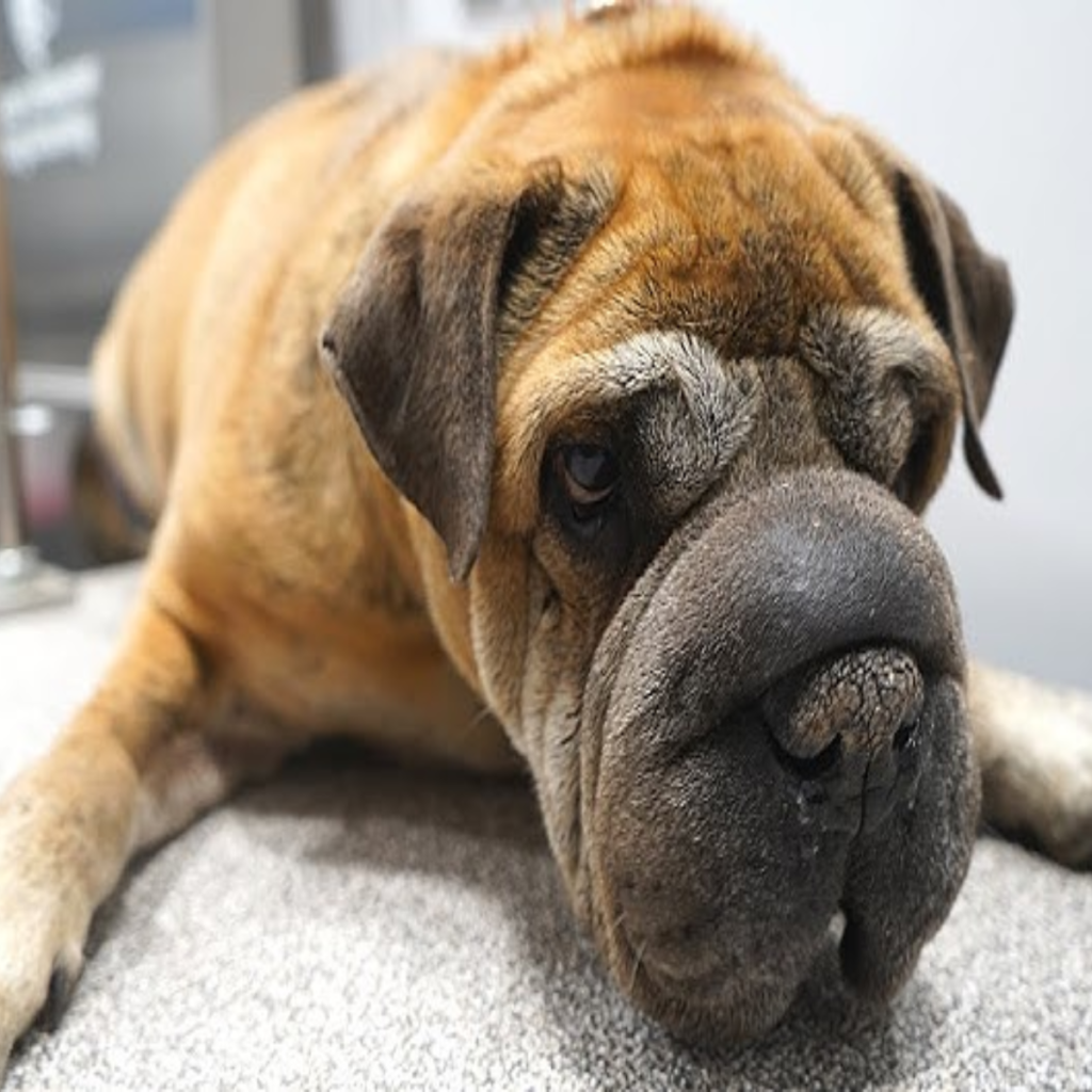 A Heartbreaking Story of a Shar Pei's Battle with Face Swelling