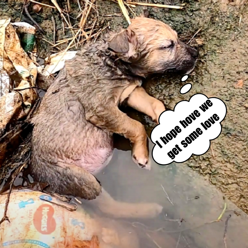 A Heartfelt Appeal for Compassion and Prompt e̕cᴜe for a Puppy Trapped in a Ditch