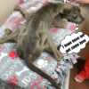A Heartfelt Call for Assistance from a Weak Gray Pitbull in a Heartbreaking and Critical Situation.