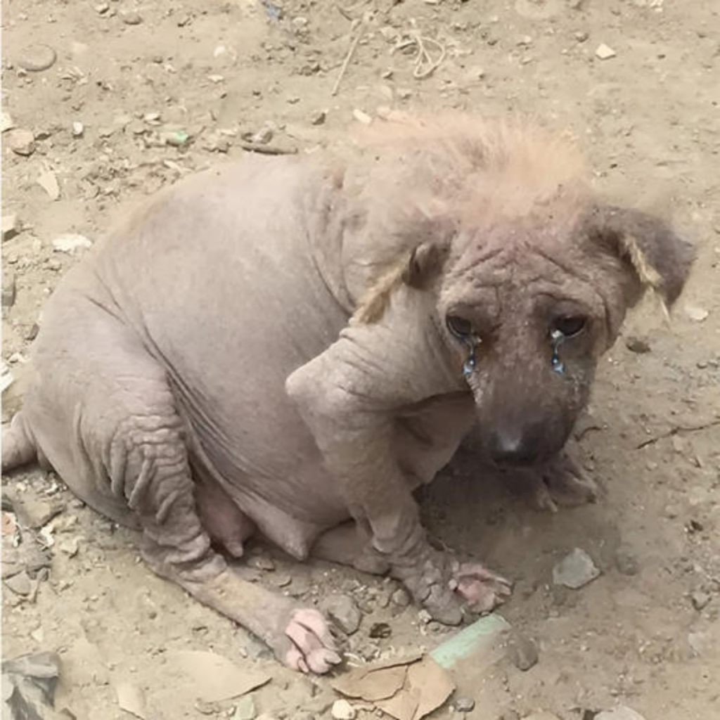 A Pregnant, Abandoned Pup Overcomes Adversity to Give Birth at Landfill" This silence is disturbing 