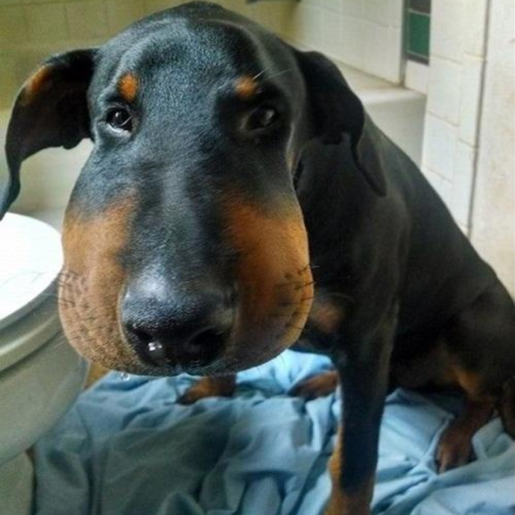 A black and white puppy with an extremely edematous face. His illness, his therapy, his loving family supporting him during his recovery. ‎