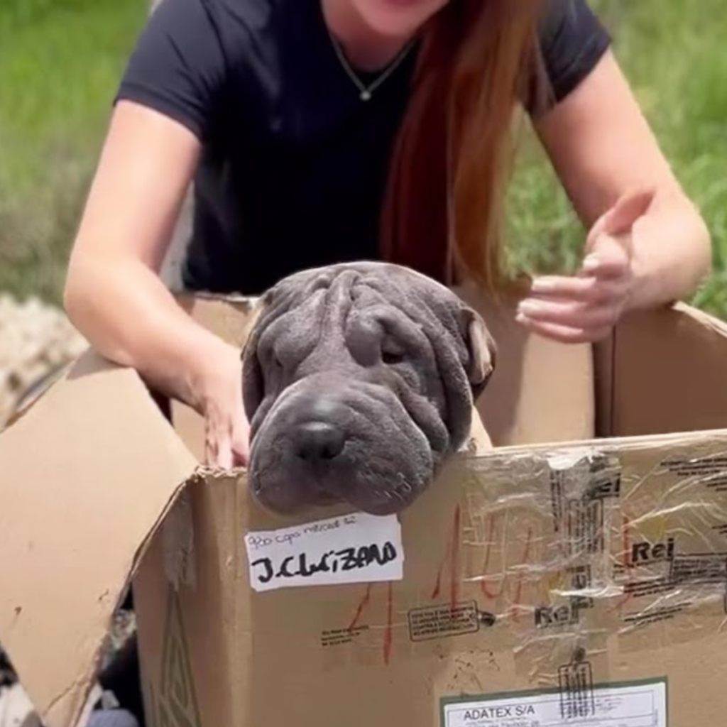 A blind mother dog buried in a landfill clings to a trash can and is happy to be reunited with her lost puppies!