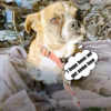 A cute puppy who was left in a ditch with just a blanket.