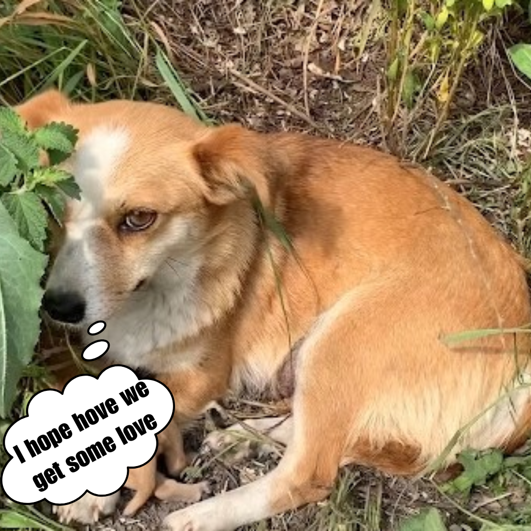 A distraught mother dog waits by the side of the road, wishing for her owners' company and return.