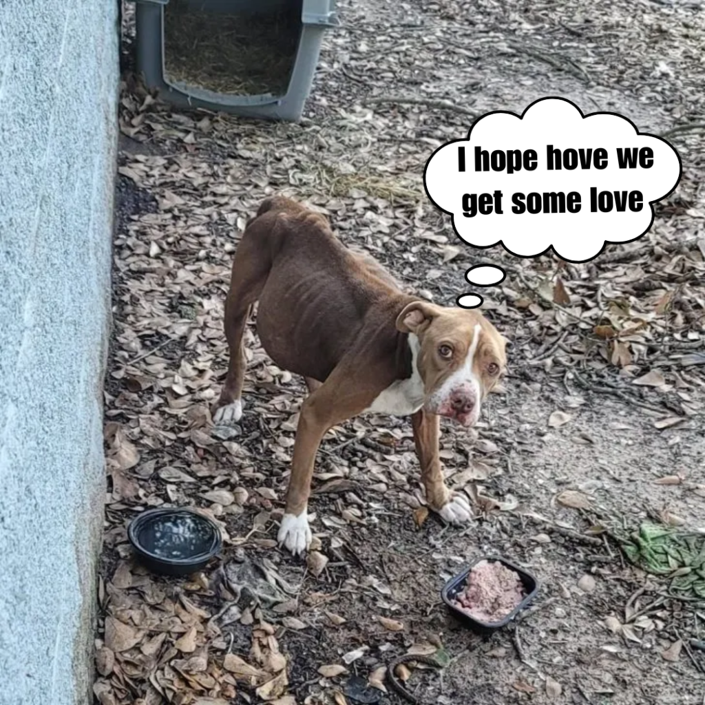 A famished dog discovered in a tiny kennel consumed anything to survive being left behind.