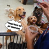 A guy saves 350 dogs! He gave these destitute animals a loving home after discovering them on the streets.