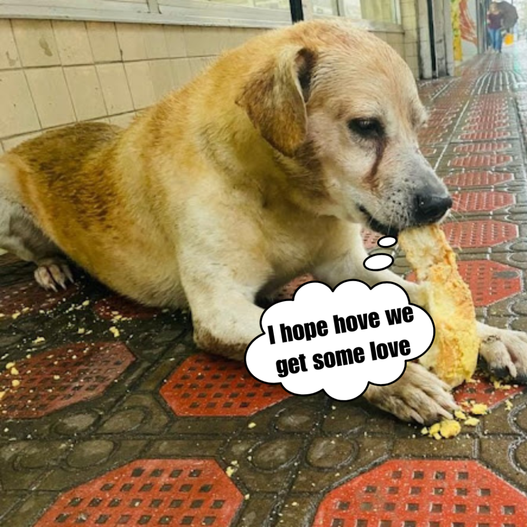 A heartwarming scene in which a hungry dog dons a muzzle and eats for the first time since passing away a few days prior.