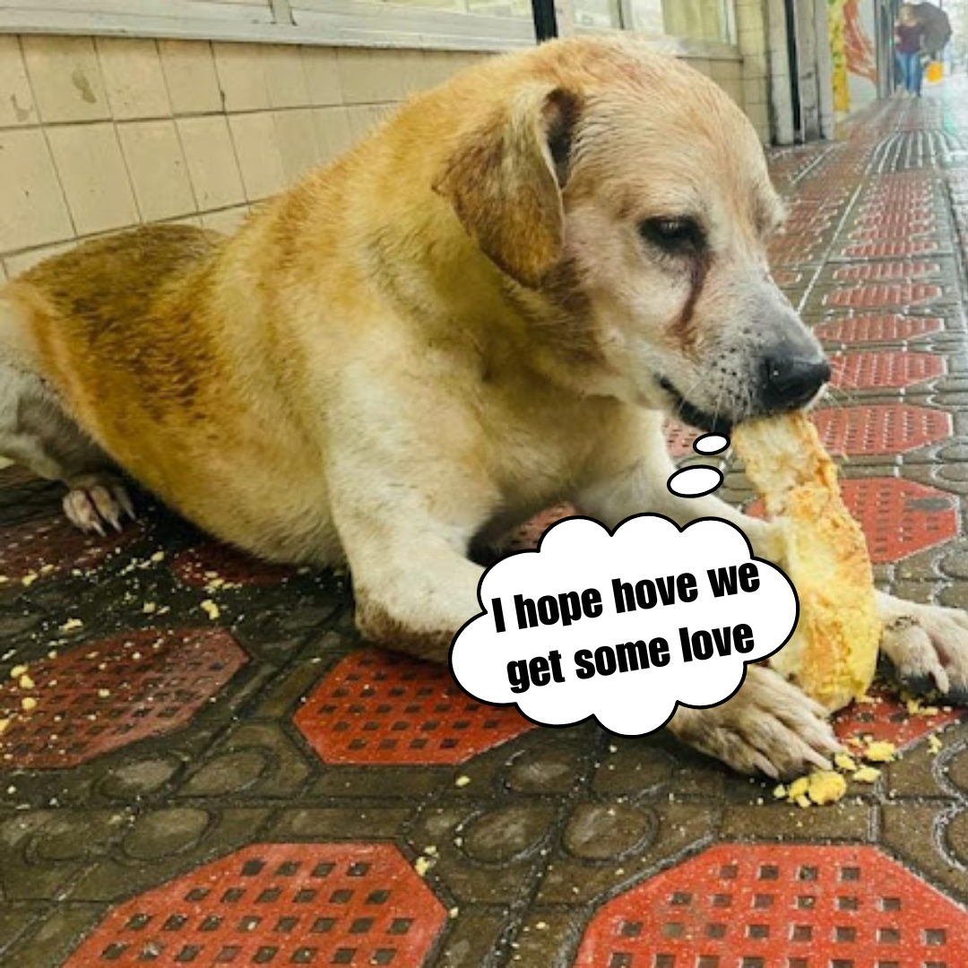 A heartwarming scene in which a hungry dog dons a muzzle and eats for the first time since passing away a few days prior.