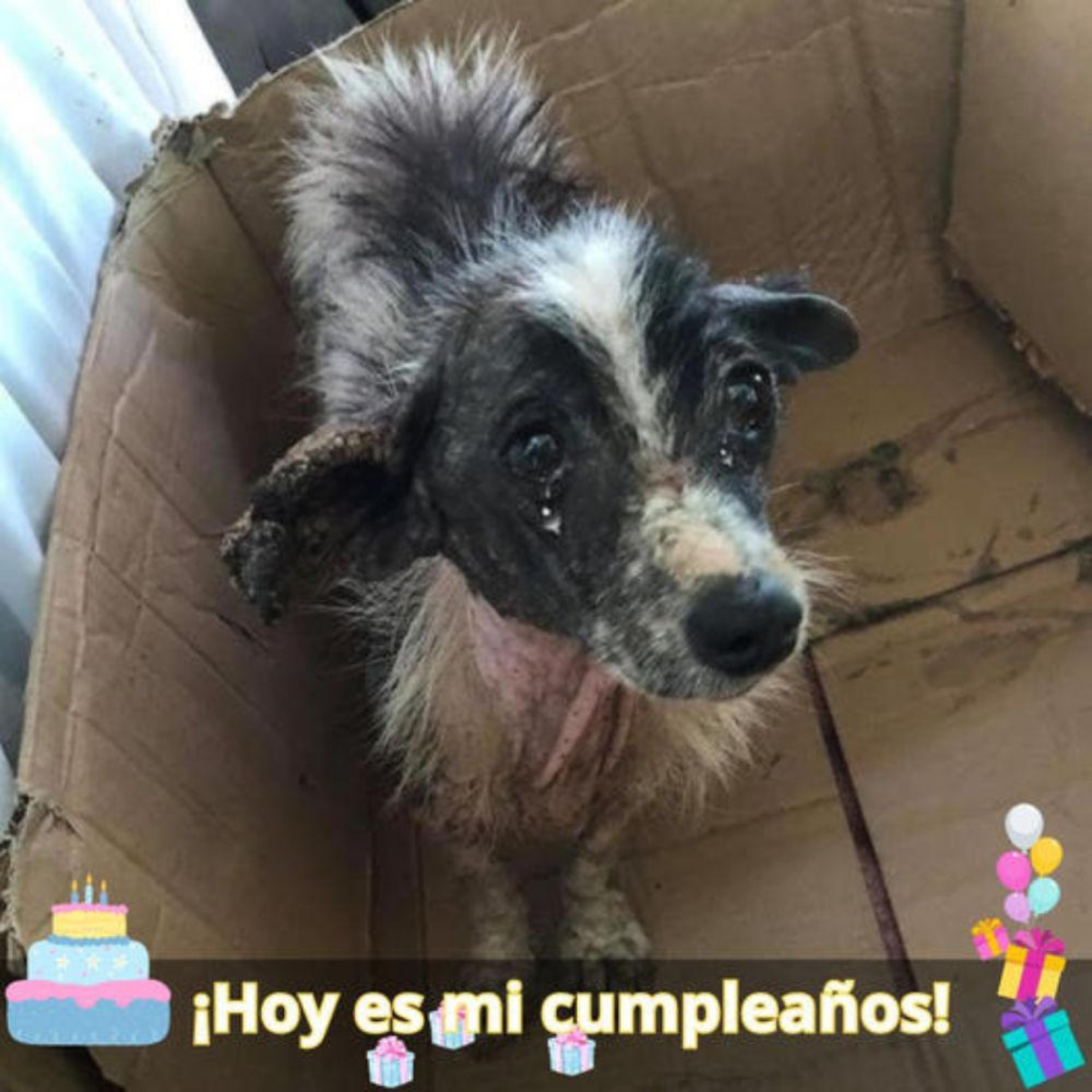 A pesar de una década de devoción, Annie fue cruelmente abandonada como si no fuera nada cuando su dueño se fue.hanh