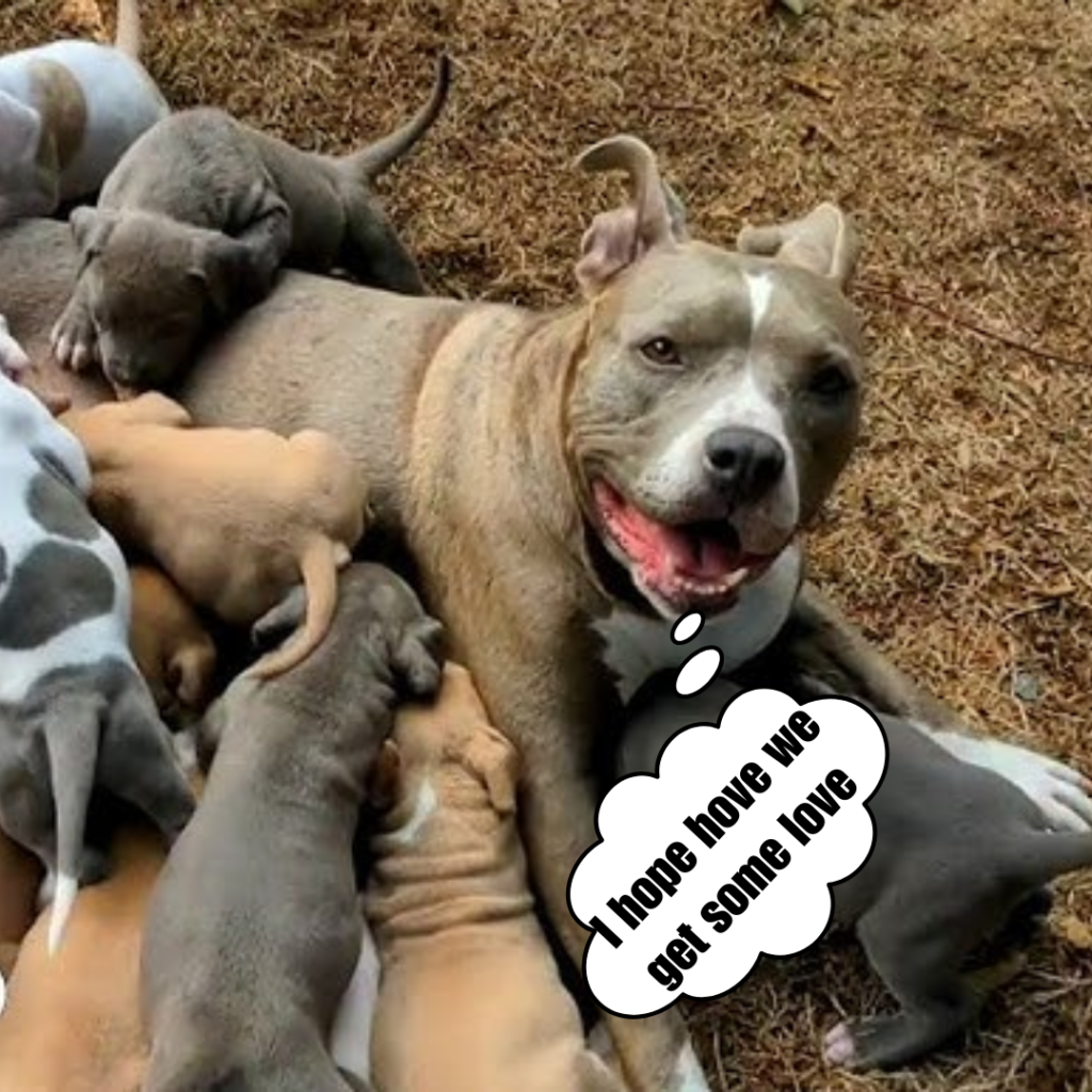 A pregnant dog, driven by her desire to give birth to her puppies, overcomes challenges when she is abandoned in a waste. ‎