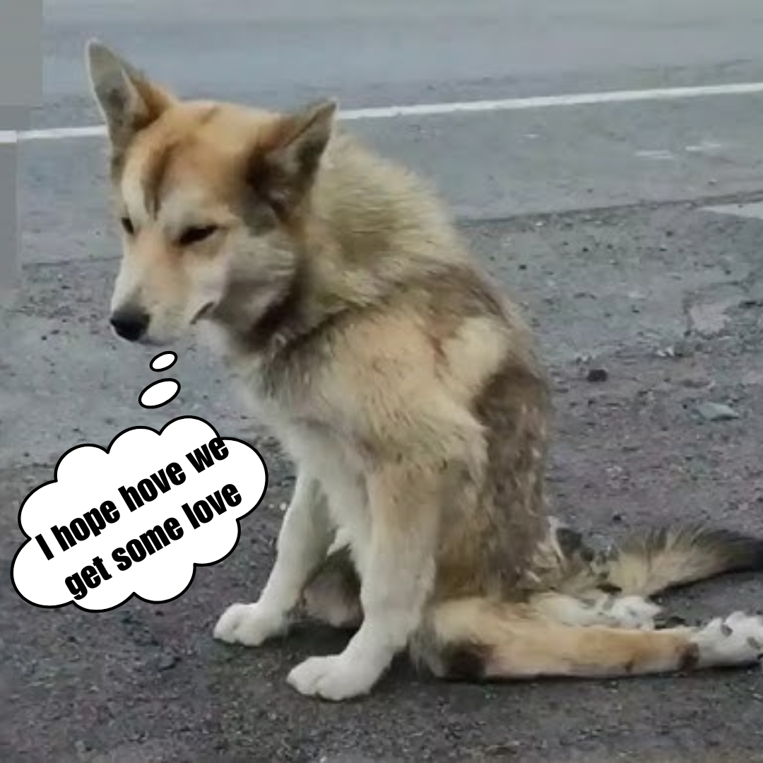 A stray dog ​​is touched by the cyclist who helped a stray dog ​​with paralyzed hind legs