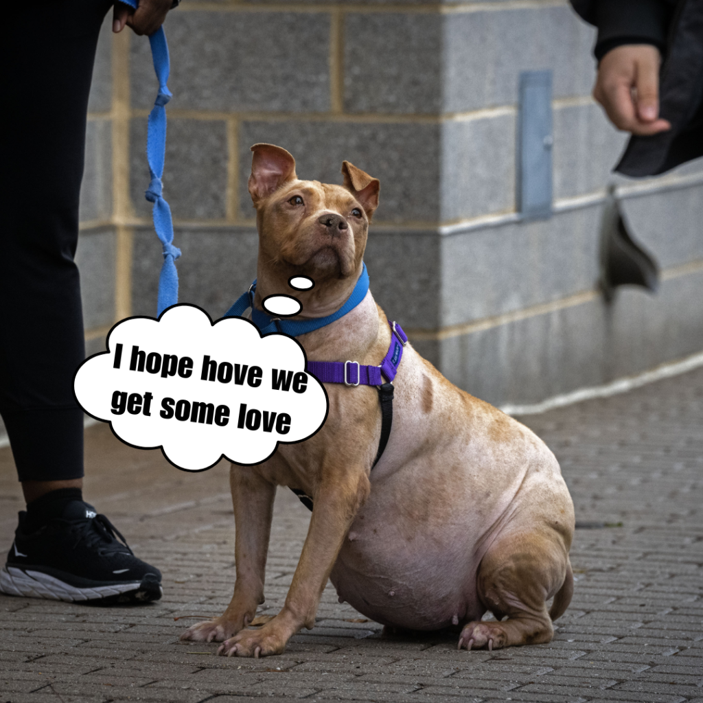 A stray dog ​​with a giant belly finds a new family