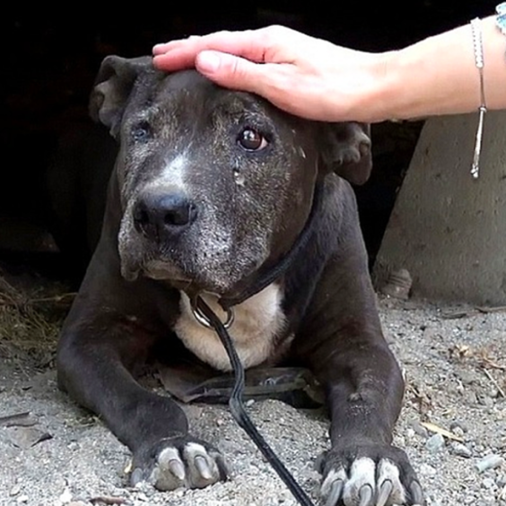 Abandoned and depressed for 9 long years, the dog finally saw a ray of hope in his final days, bringing some optimism amidst despair.