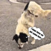 Abandoned dog no one cares about paralyzed stray dog ​​struggling to survive on the streets.