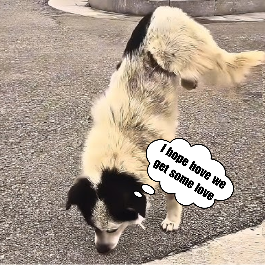 Abandoned dog no one cares about paralyzed stray dog ​​struggling to survive on the streets.