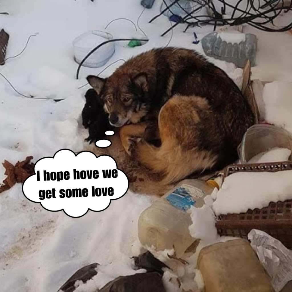 Abandoned mother dog gives birth in the snow, running shivering from the cold, making a last ditch effort to warm her system