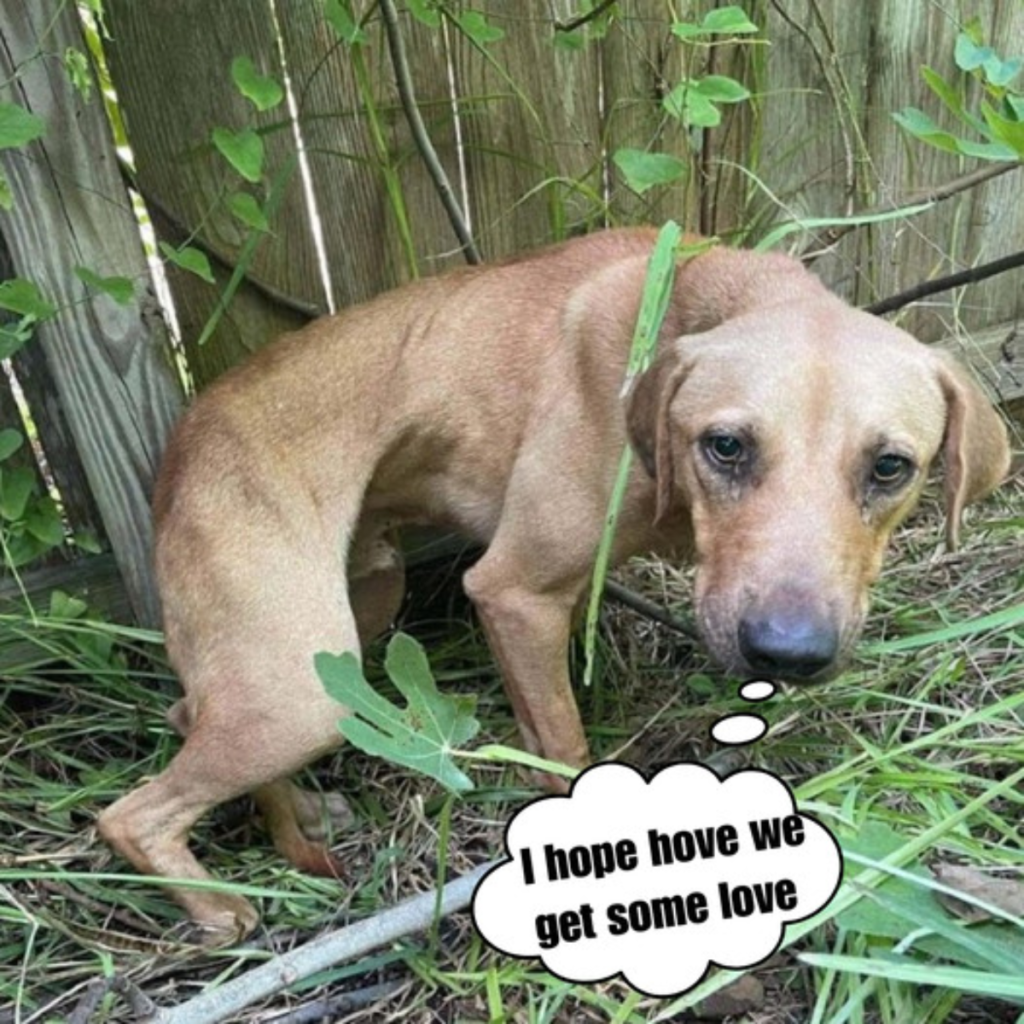 After being found lost and terrified in the woods, he has undergone a total transformation with time and care.