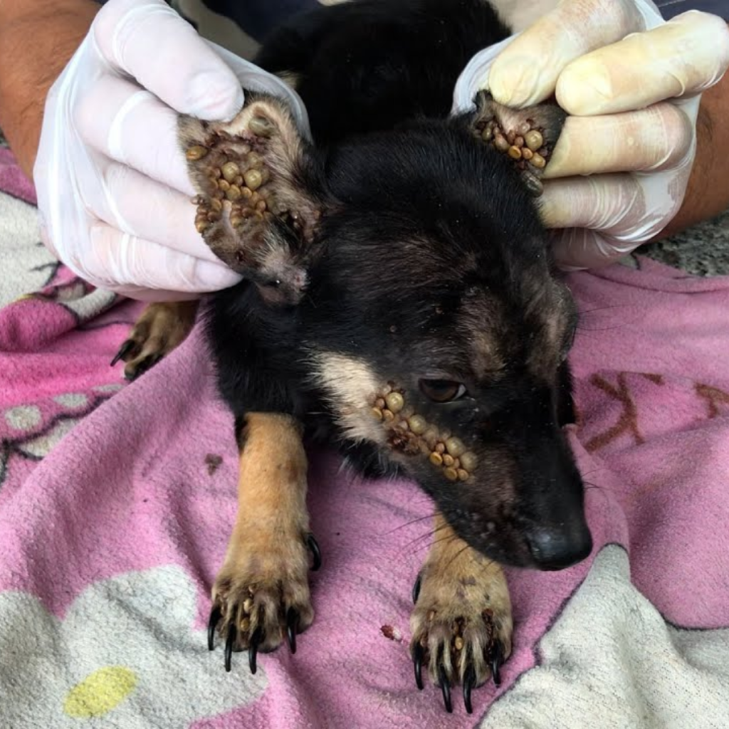 After being rescued, a dog that was lost in the rain and about to depart started crying.