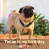 Although it's a lovely day, my pals forgot my birthday, which makes me quite upset.