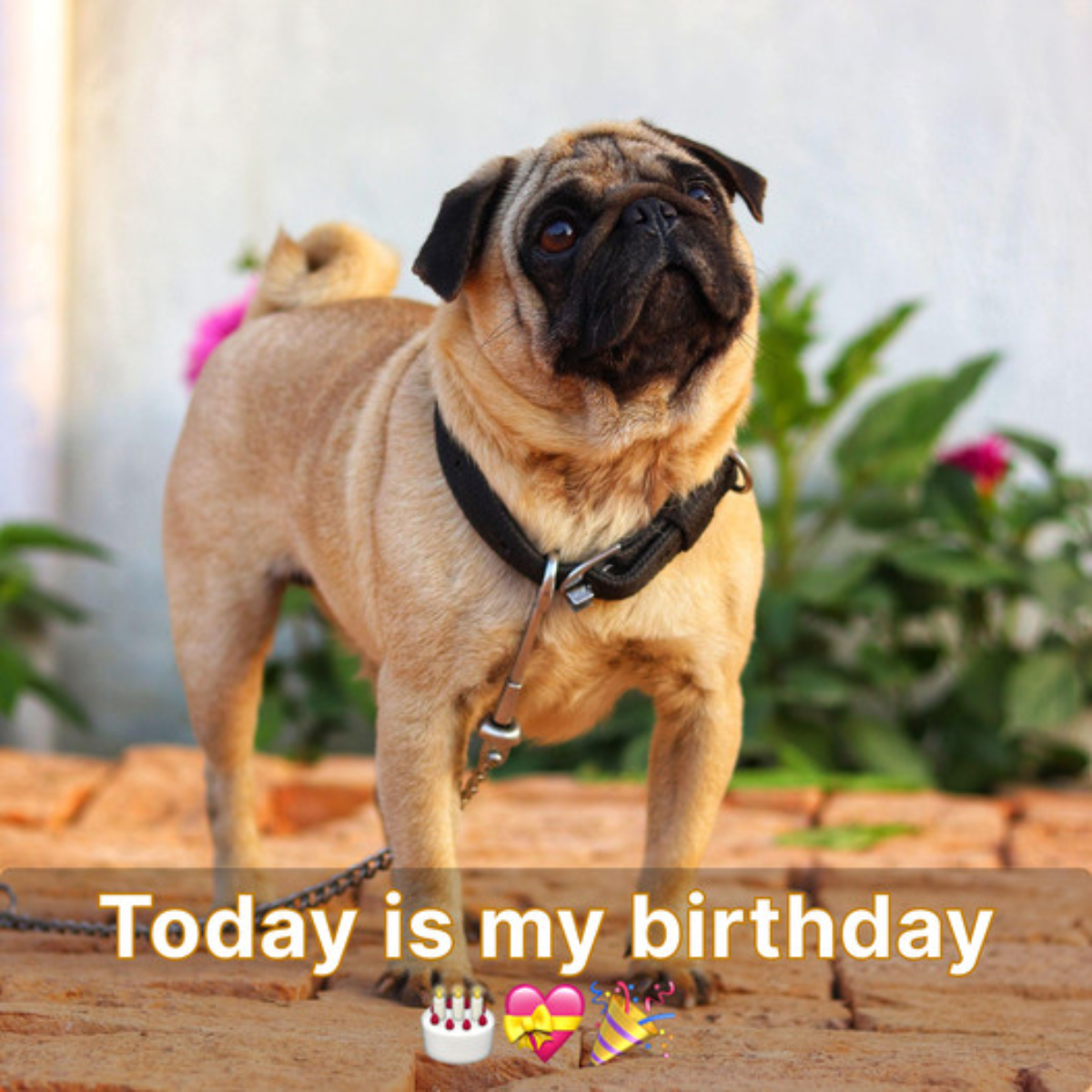 Although it's a lovely day, my pals forgot my birthday, which makes me quite upset.