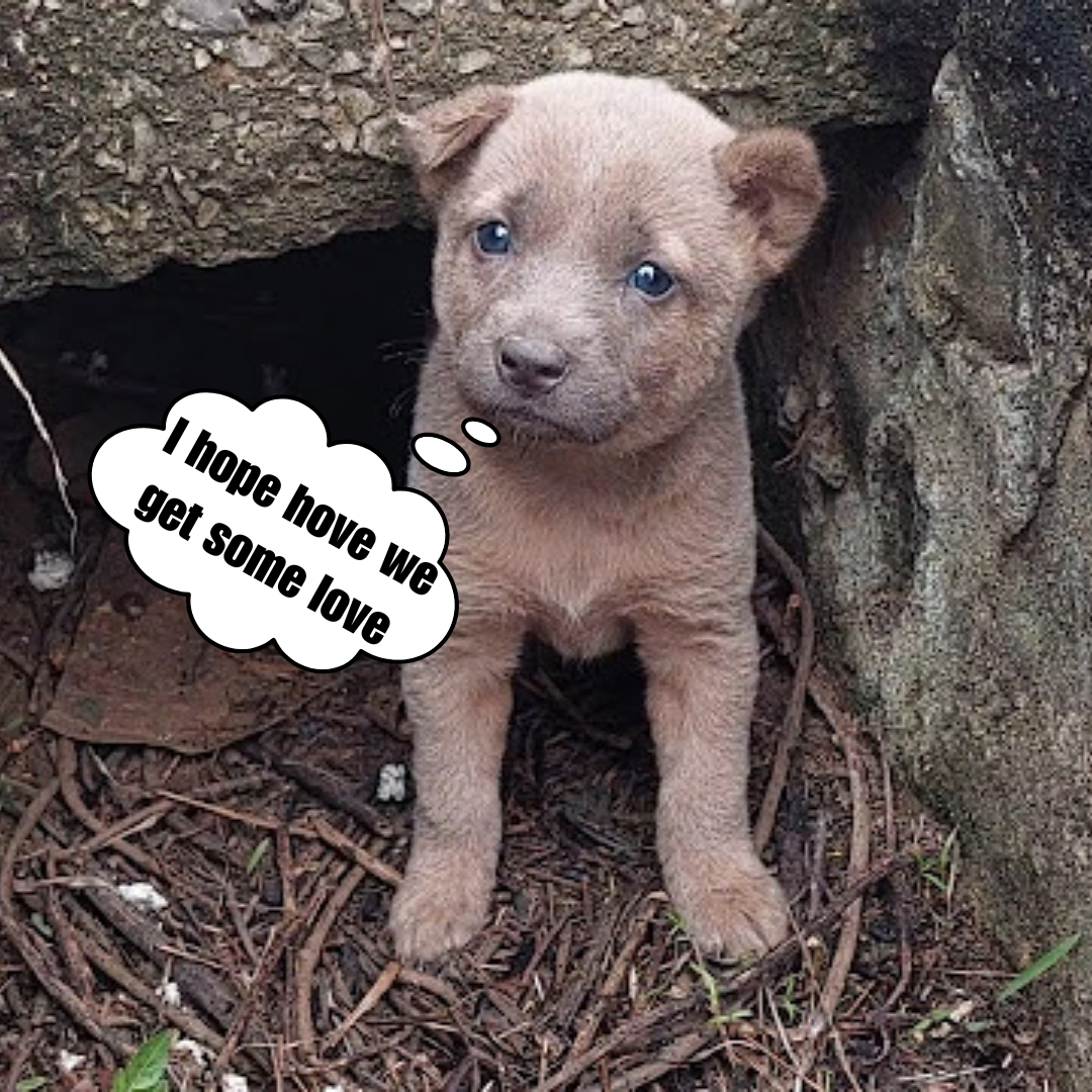 An abandoned puppy takes refuge in the cave of an abandoned house after losing his family.