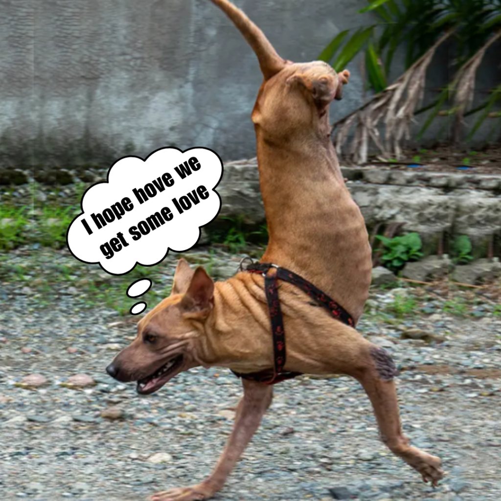 An amazing dog that was born without back legs joyfully runs toward its owner while skillfully balancing on its front legs.