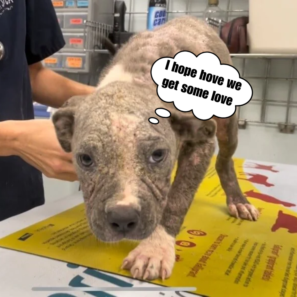 An ugly, scared, confused and sick puppy was found abandoned