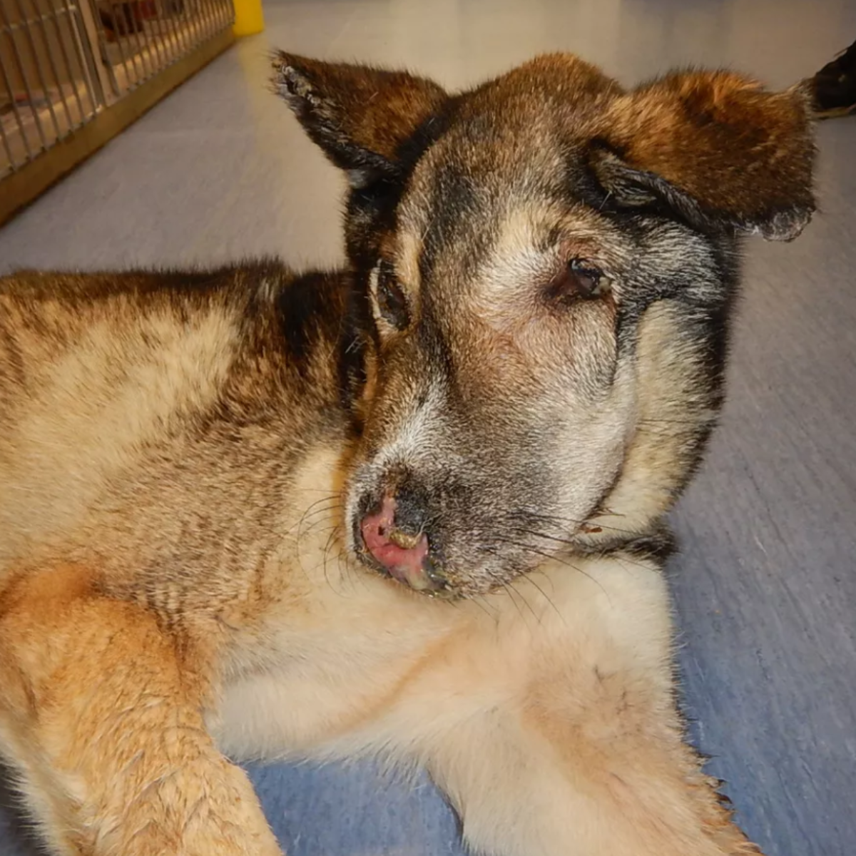 Celebrating Duke’s 10th Birthday:It’s my birthday, but I’m feeling a little lonely because I haven’t heard from anyone yet. ‎