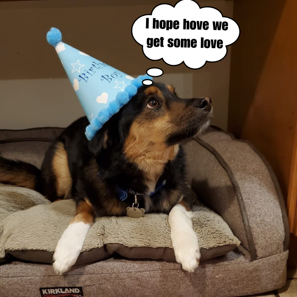 Celebrating a Faithful Friend's Thirteenth Birthday Who Wants Nice Phrases