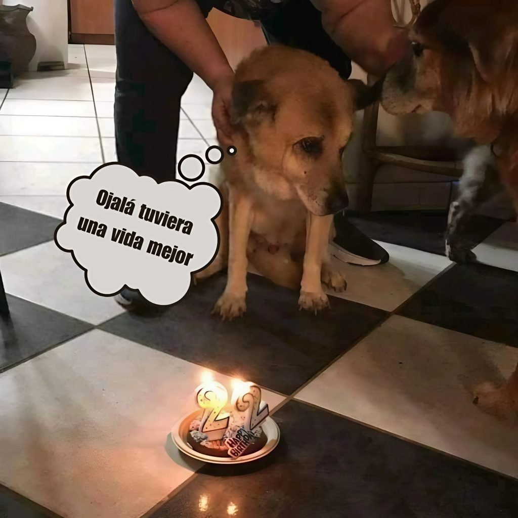 Cómo Organizar la Fiesta de Cumpleaños Perfecta para tu Perro: Ideas Creativas, Consejos Prácticos y Trucos para Sorprender a tu Mejor Amigo