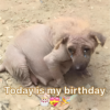 Con lágrimas de felicidad, un perro mayor festeja sus nueve años y descubre la alegría por primera vez en su vida.hanh