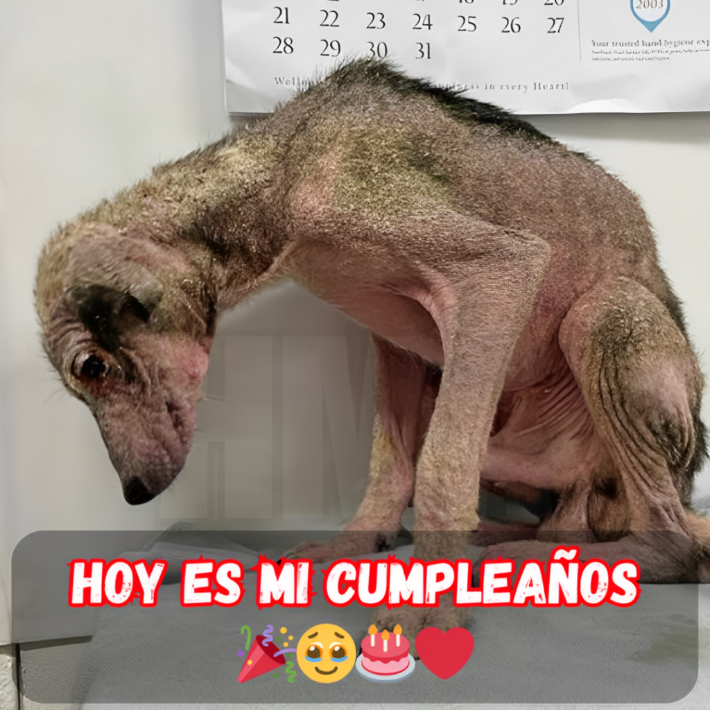 Cuando el cumpleaños se convierte en un día de soledad: Nadie me ha deseado lo mejor.hanh