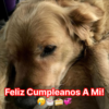 Cuando un golden retriever encontró a un bebé koala abandonado, lo acogió bajo su protección, lo llevó a casa y lo llenó de amor.hanh