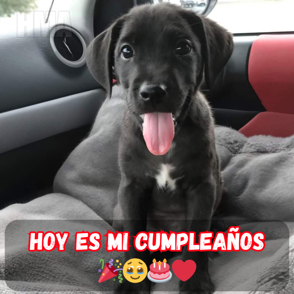 Cumpleaños Feliz: ¡Un Día de Amor, Alegría y Sueños Hermosos! 🎂✨